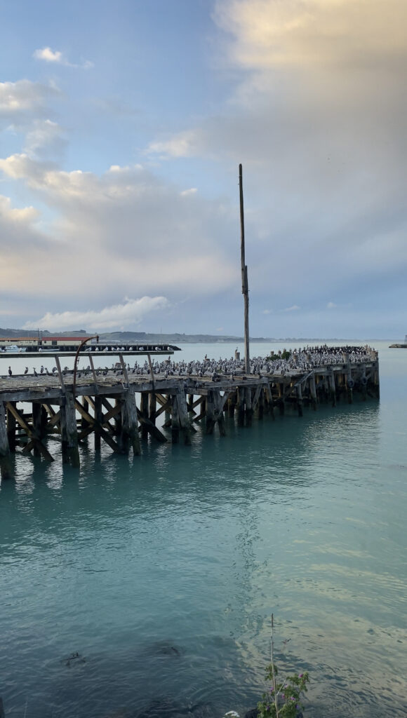 A picture showing a large gathering of Otago Shags along a long jetty in Oamaru.