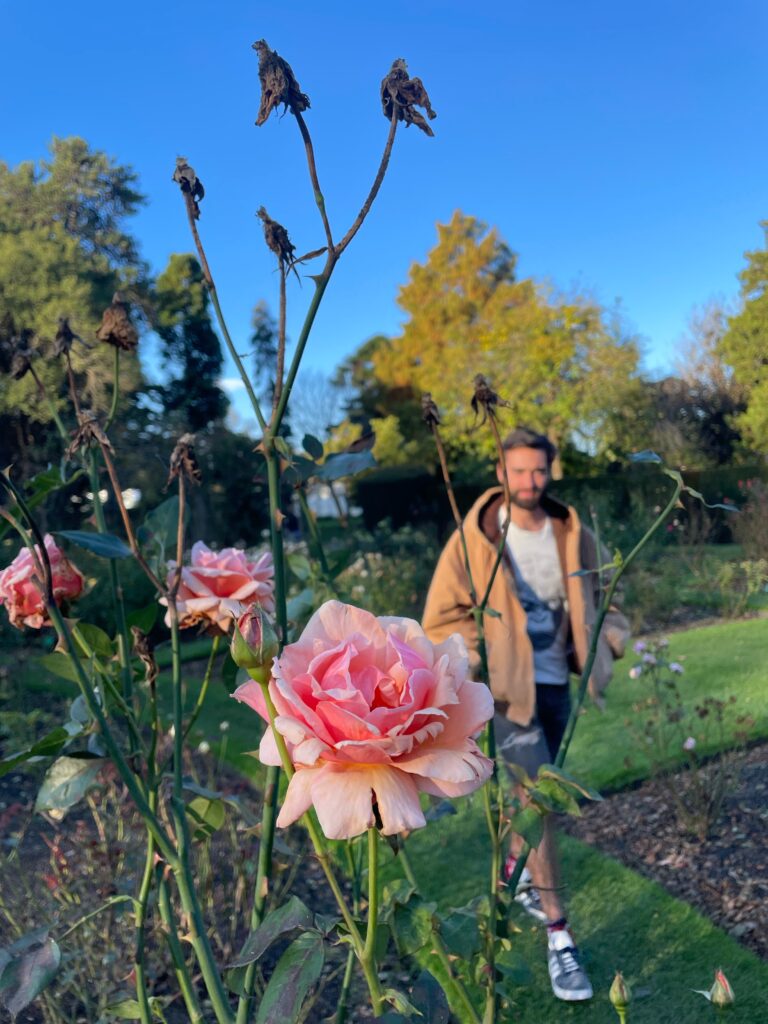 In the foreground you can see a beautiful pink rose, and just behind is Ben wearing an oversized brown coat, taken at Christchurch Botanical Gardens, New Zealand.